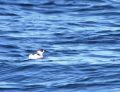 Marbled Murrelet